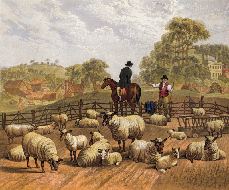 Sheep farming by English School