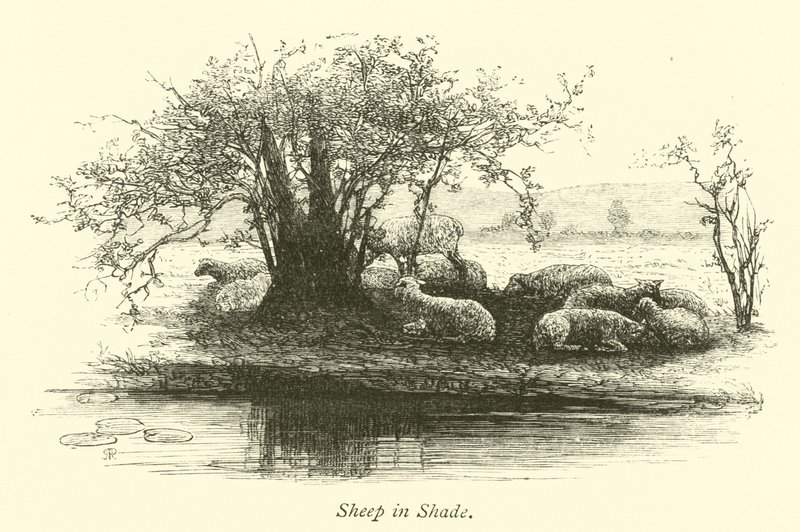Sheep in Shade by English School