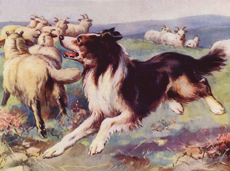 Sheepdog at Work by English School