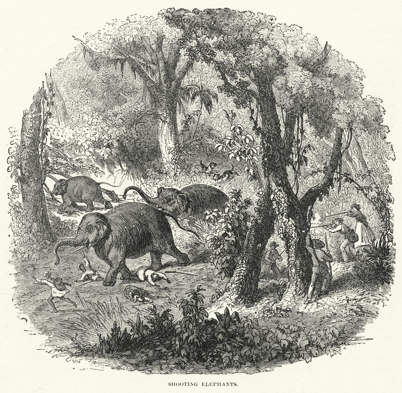Shooting Elephants by English School
