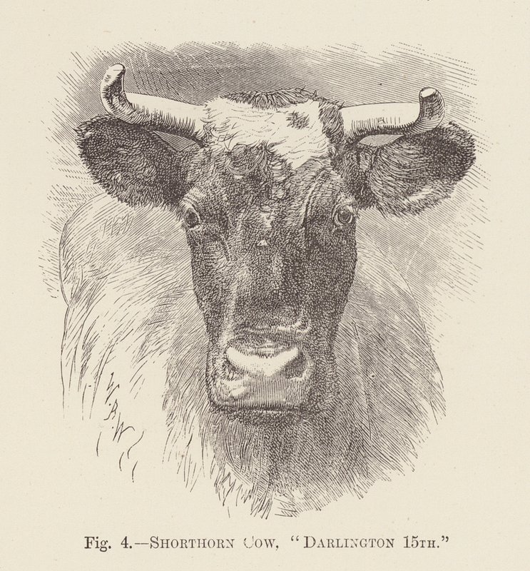 Shorthorn Cow, "Darlington 15th" by English School