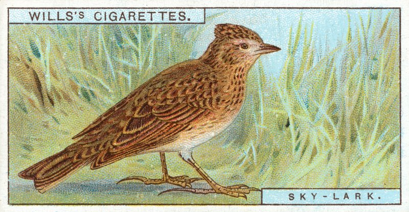 Skylark by English School
