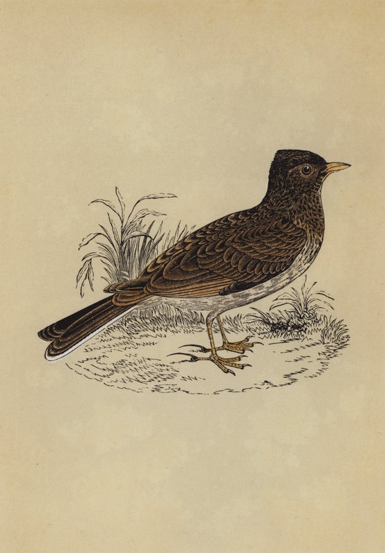 Skylark by English School
