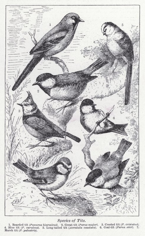 Species of Tits by English School