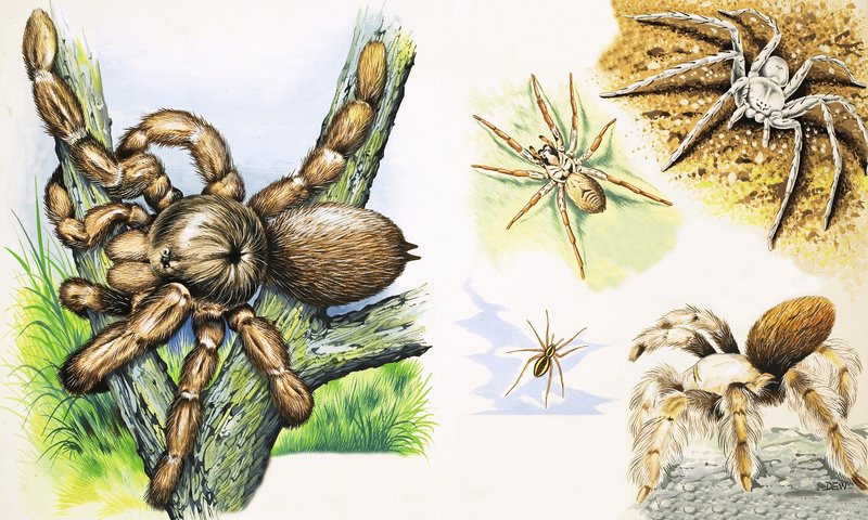 Spiders by English School