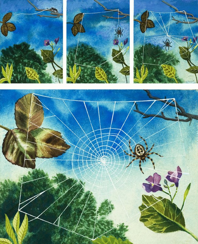 Spider