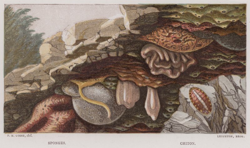 Sponges, Chiton by English School
