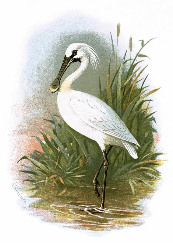 Spoonbill by English School