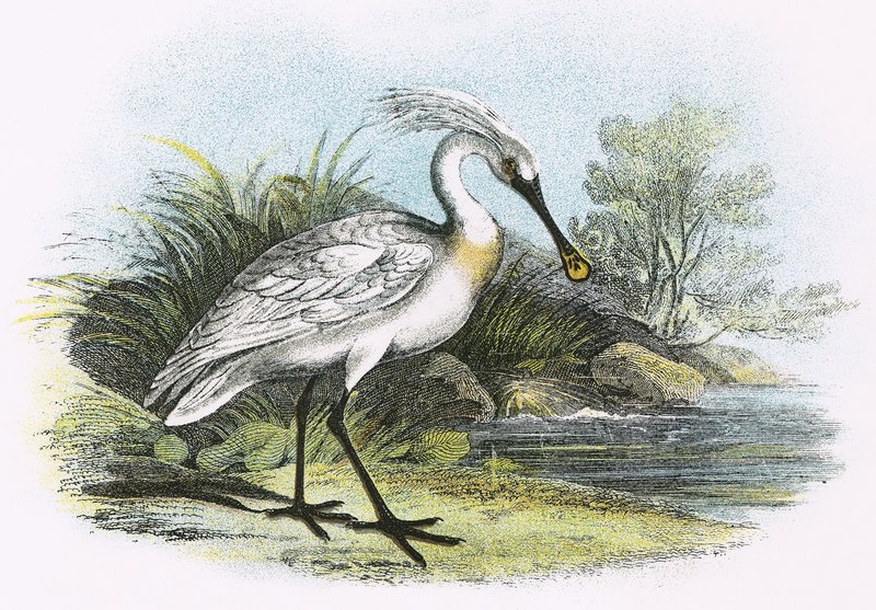 Spoonbill by English School
