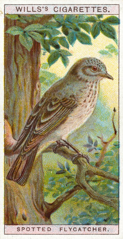 Spotted Flycatcher by English School