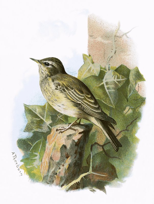 Spotted Flycatcher by English School