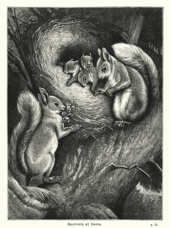 Squirrels at Home by English School