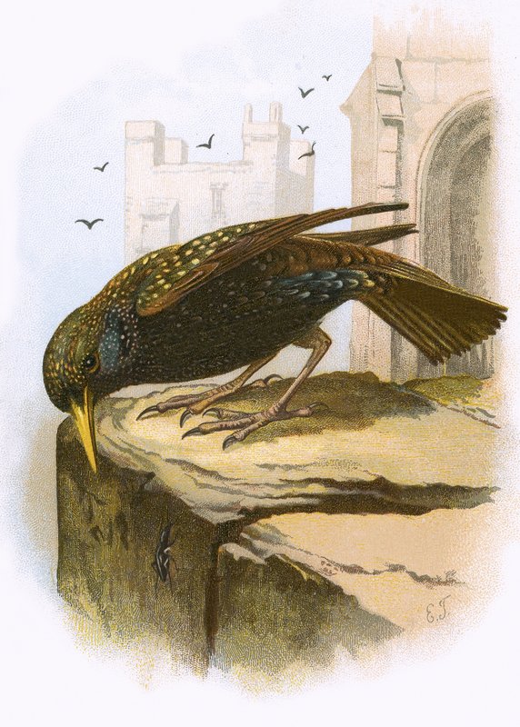 Starling by English School