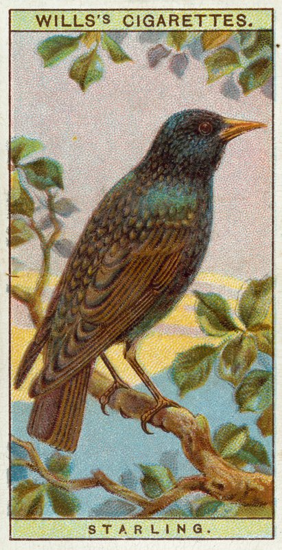 Starling by English School