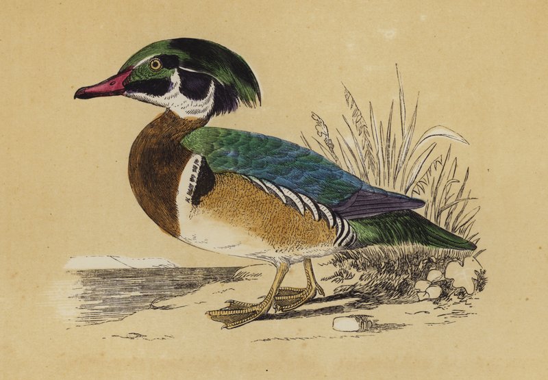Summer Duck by English School