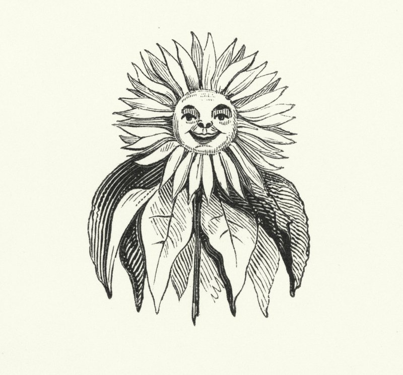Sunflower by English School