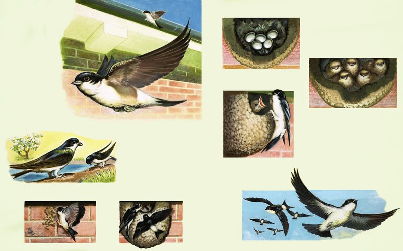 Swallows by English School