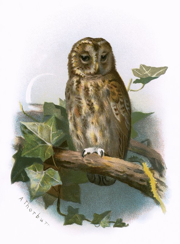 Tawny Owl by English School