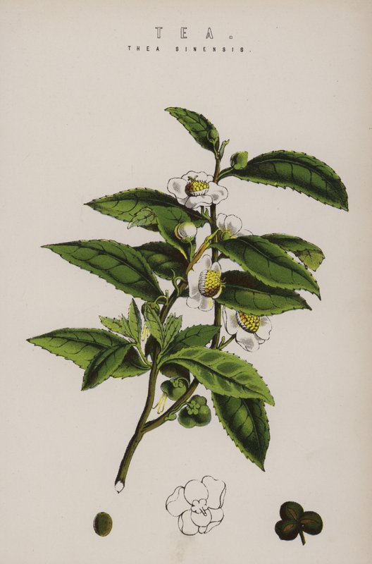 Tea Plant by English School