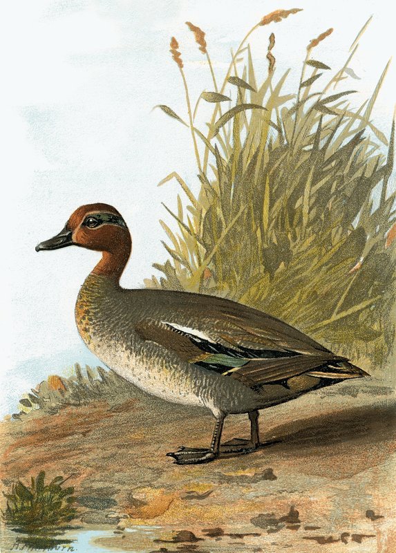 Teal by English School