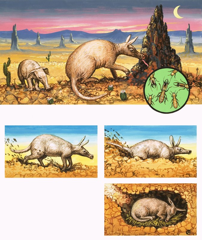 The Amazing Aardvark by English School