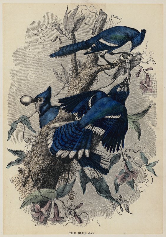 The Blue Jay by English School