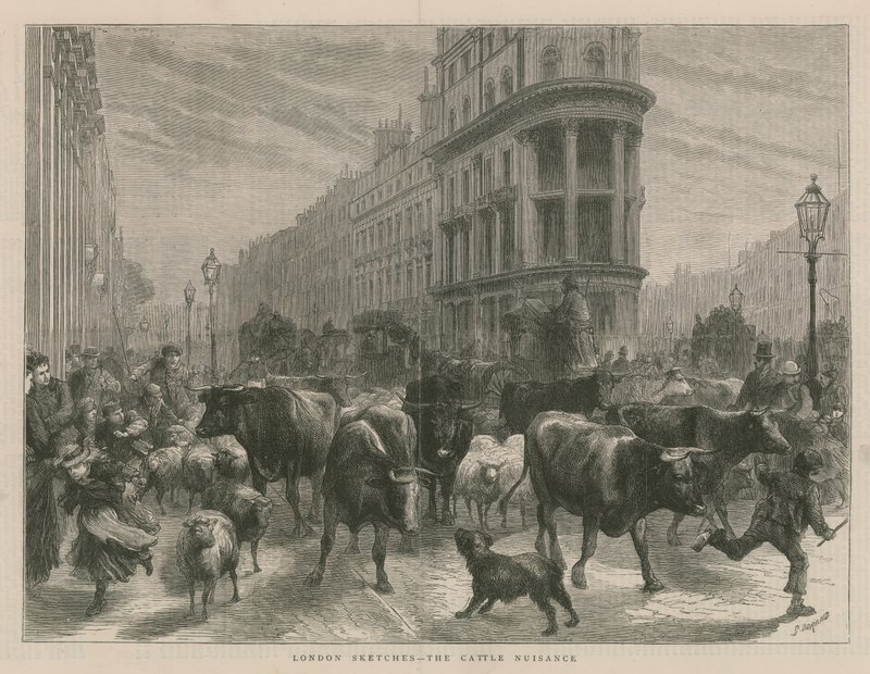 The Cattle Nuisance by English School