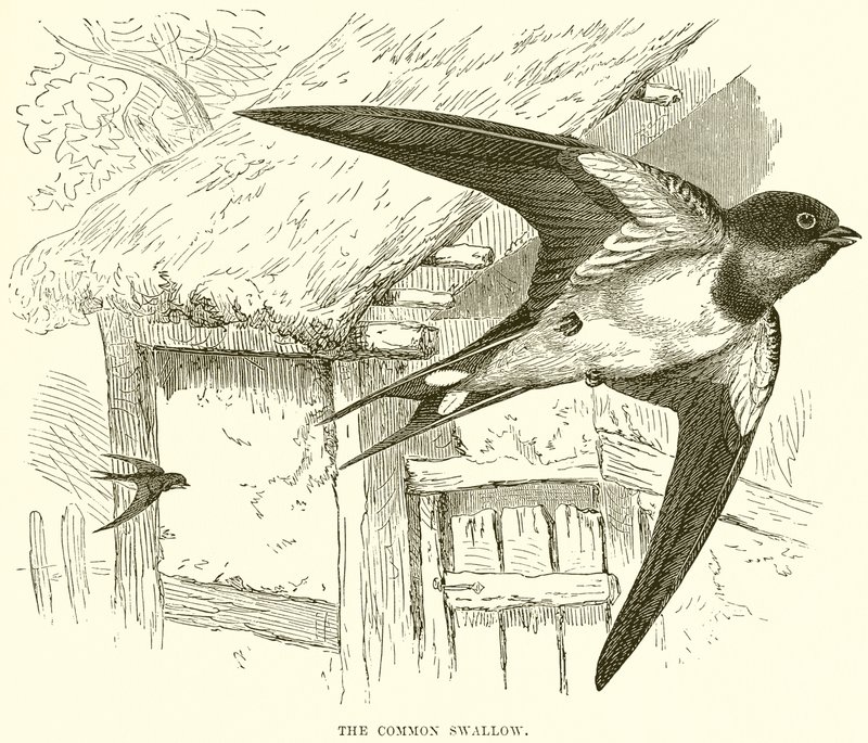 The Common Swallow by English School