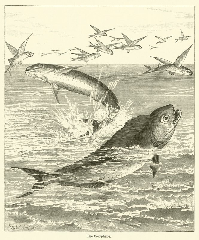 The Coryphene by English School