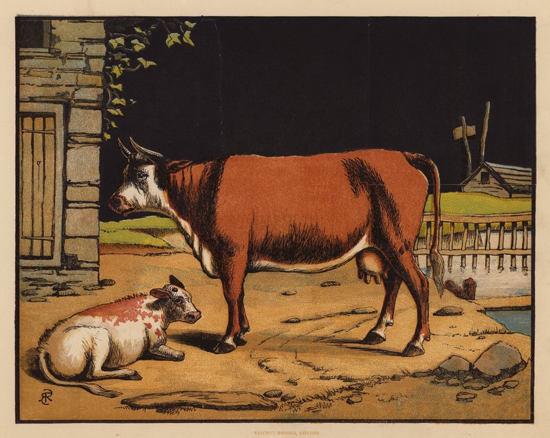 The Cow by English School