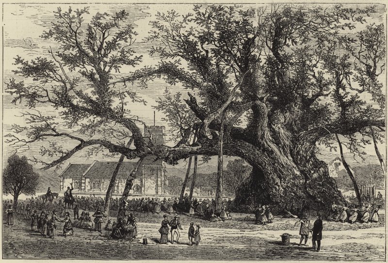 The Cowthorpe Oak by English School
