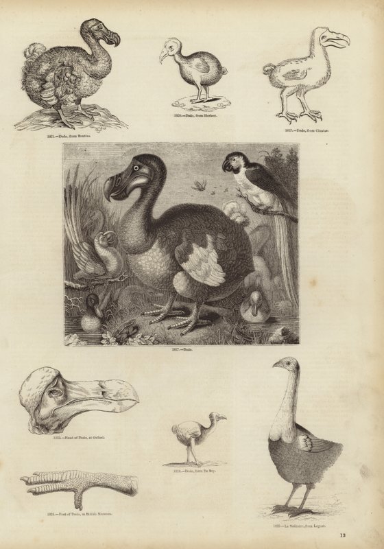 The Dodo by English School