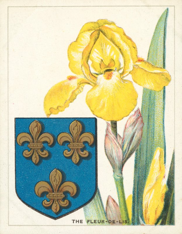 The Fleur-de-lis by English School
