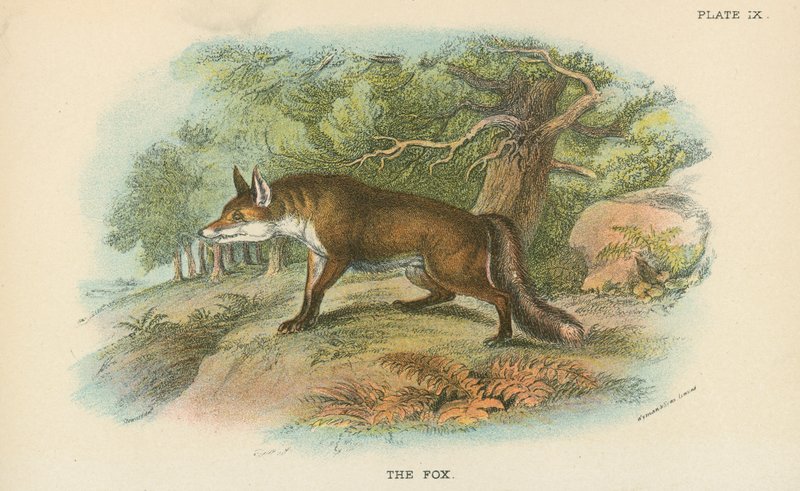 The Fox by English School
