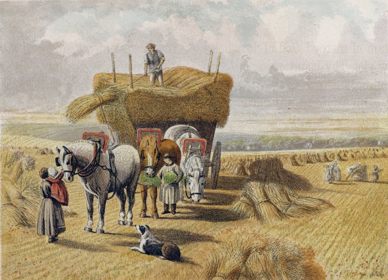 The Harvest Field by English School