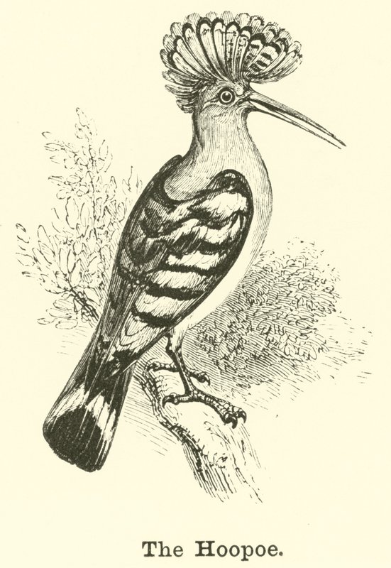 The Hoopoe by English School