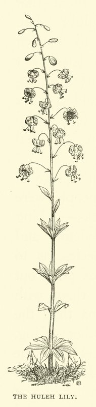The Huleh Lily by English School
