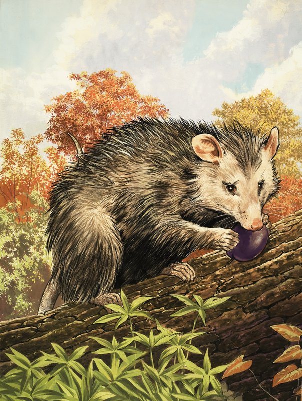 The Opossum by English School