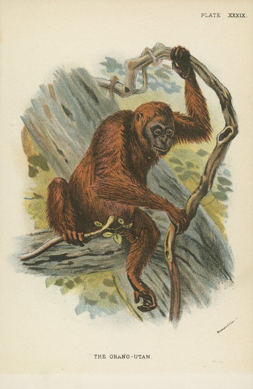 The Orangutan by English School