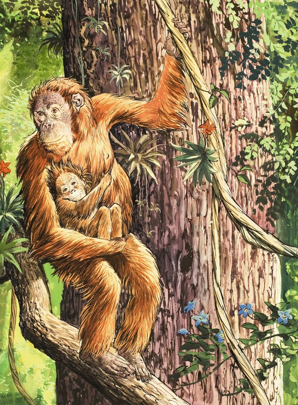 The Orang-utan by English School