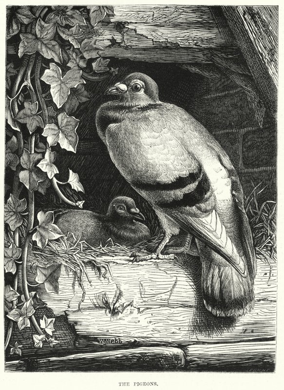 The Pigeons by English School
