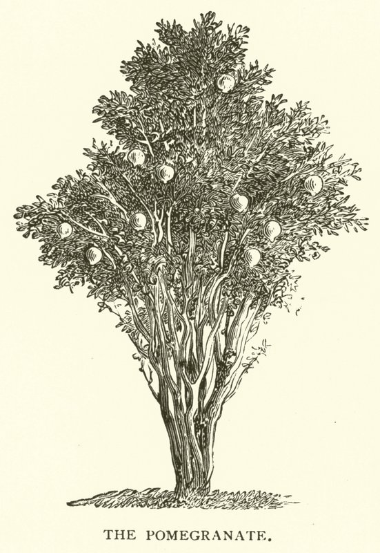 The Pomegranate by English School