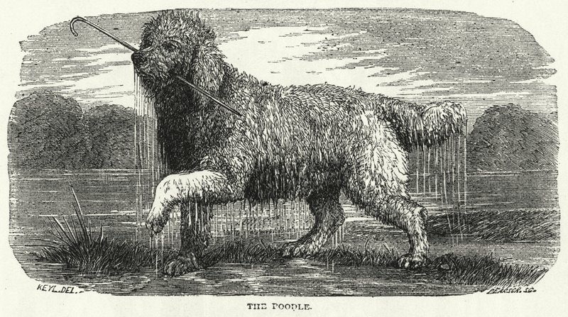 The Poodle by English School