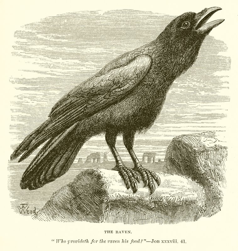 The Raven by English School