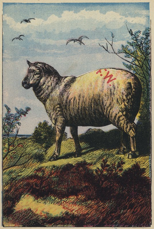 The Sheep by English School