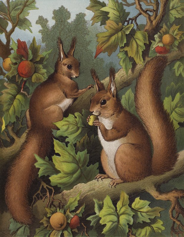 The Squirrel Tree by English School