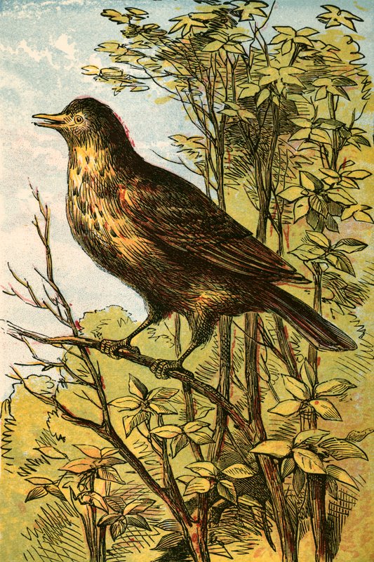 The Thrush by English School