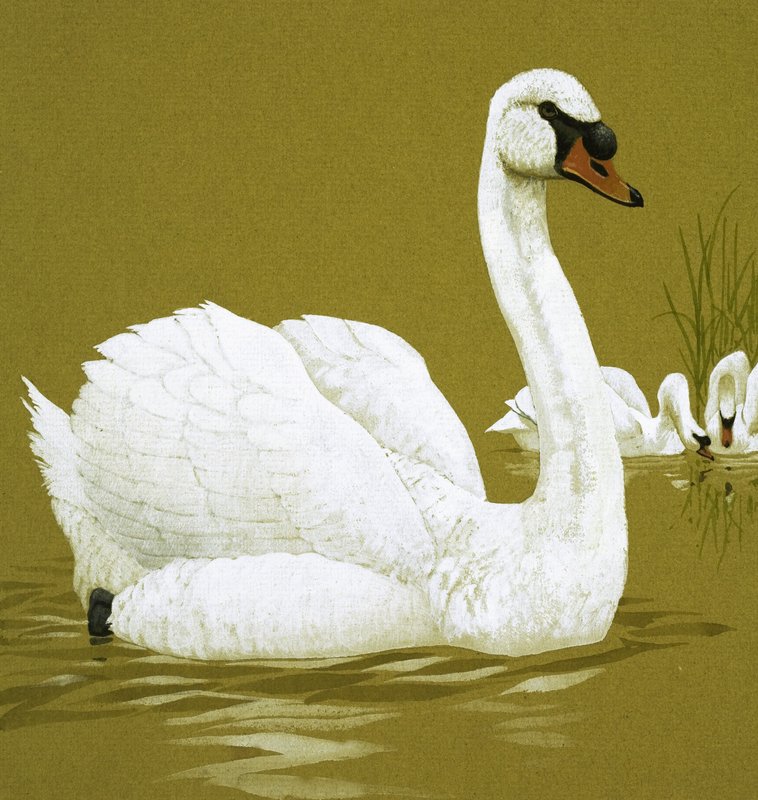 The Ugly Duckling by English School