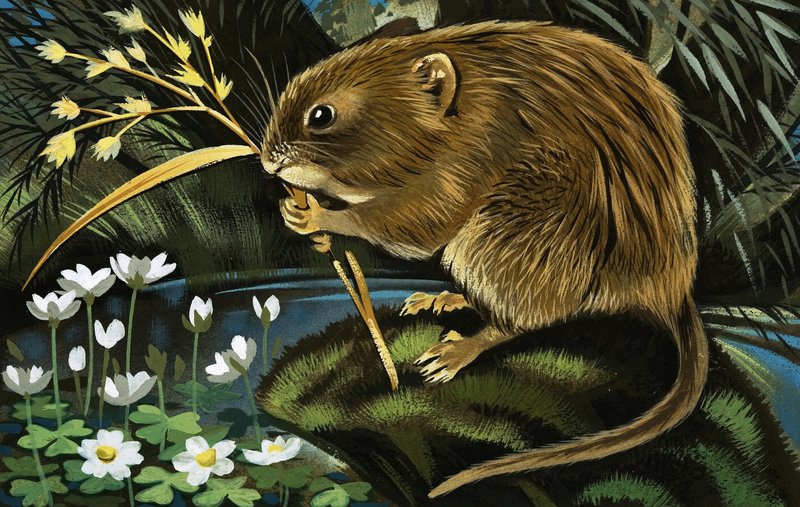 The Water Vole by English School