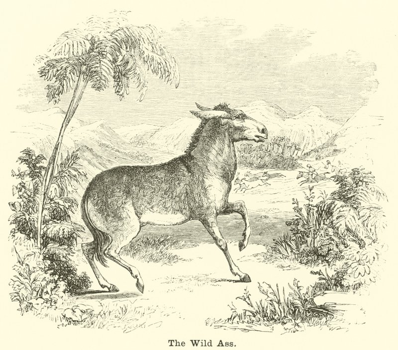 The Wild Ass by English School